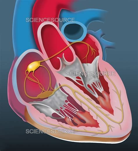 Sinoatrial Node Heart Model