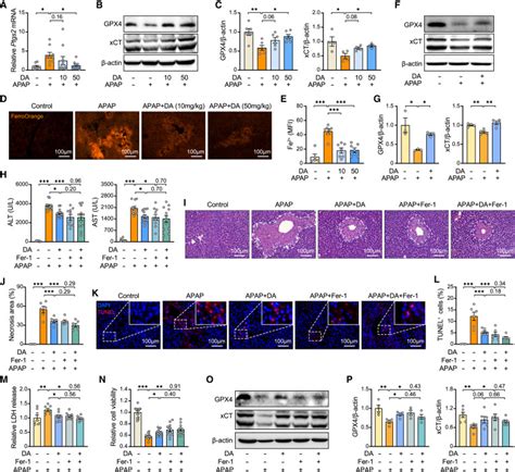 Liberation Of Daidzein By Gut Microbial Galactosidase Suppresses