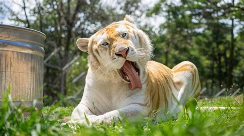 Golden Tiger