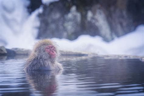 Red Cheeked Monkey In A Hot Spring In Japan Snow Monkey Japanese Macaques Bathe In Onsen Hot