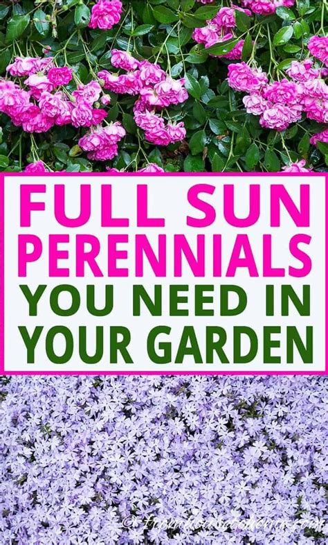 16 Full Sun Perennials Low Maintenance Plants That Thrive In Sun