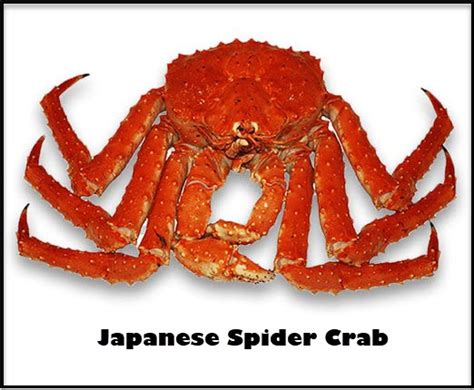 Different Types Of Crabs With Images