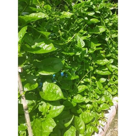 green alugbati malabar spinach  seeds  planting lazada ph