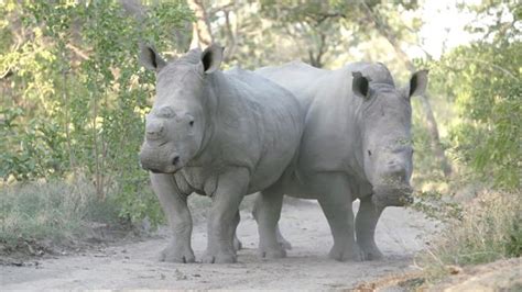 Meet Six Rescued Rhinos That Survived Poaching