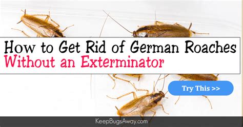 How To Get Rid Of Roaches Without An Exterminator How To Guide