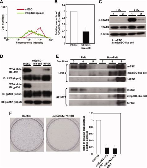 The Presence Of LacdiNAc On Leukemia Inhibitory Factor Receptor LIFR