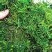 Preserved Sphagnum Moss Grass Green Oz Oz Or Lb Air Plants Crafts