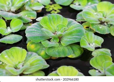 Beautiful Green Floating Water Lettuce Pistia Stock Photo