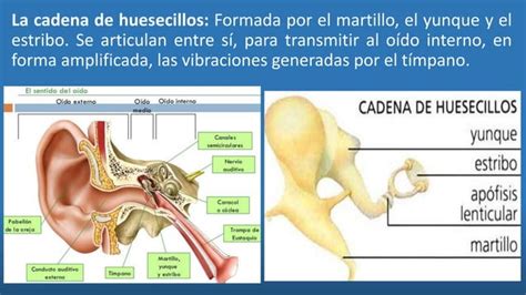 Receptores Sensoriales Ppt