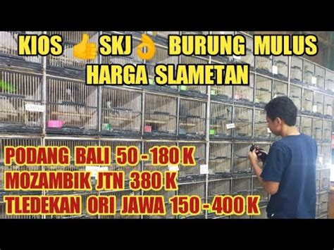 HARGA SLAMETAN SEMUA BURUNG DIBANDROL DIBAWAH PASARAN KIOS BURUNG MURAH