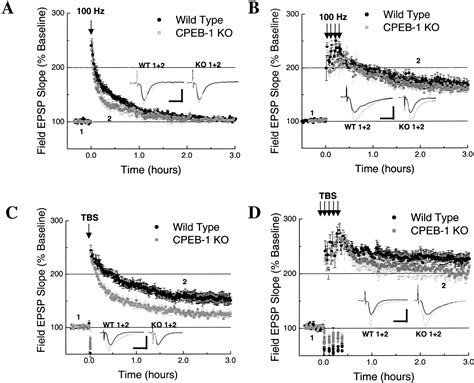 Selective Modulation Of Some Forms Of Schaffer Collateral Ca Synaptic