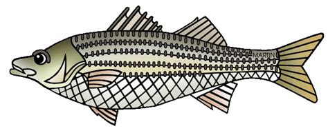 Striped Bass Cliparts High Quality Illustrations For Fishing Enthusiasts