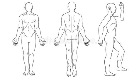 Delante Del Cuerpo Humano Retrospectiva Y Lateral Ilustración del