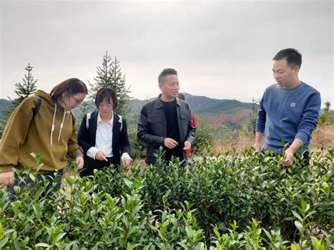 茶学院河南省科技特派员赴光山县开展科技服务 信阳农林学院茶学院