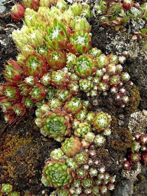 Alpine Houseleek Sempervivum Alpinum Photos Diagrams Topos