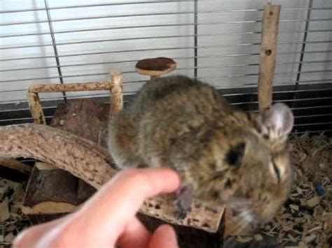 Petting My Degu Youtube