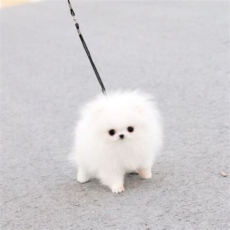 White Fluffy Teacup Pomeranian Puppies