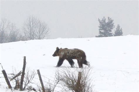 Niedźwiedzie już budzą się z zimowego snu Taternicy ostrzegą turystów