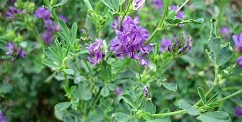 La Alfalfa Y Sus Propiedades Medicinales M Xico Desconocido