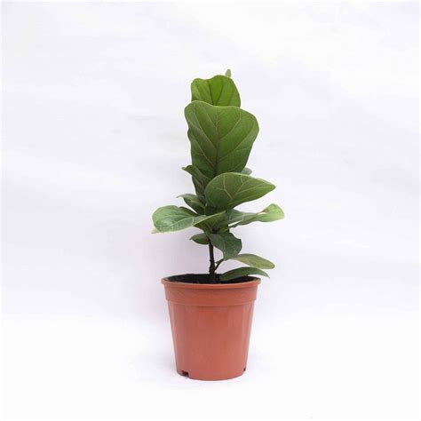 Buy Studio Seed Live S Outdoor Ficus Lyrata Bambino Dwarf Fiddle Leaf