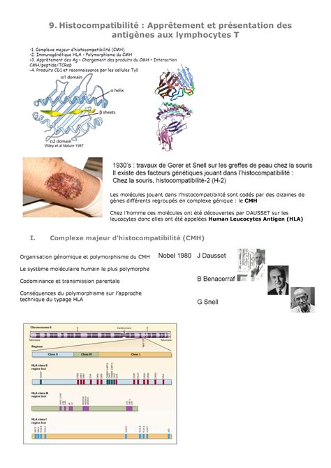 Cmh Et Pr Sentation De L Ag Histocompatibilit Appr Tement