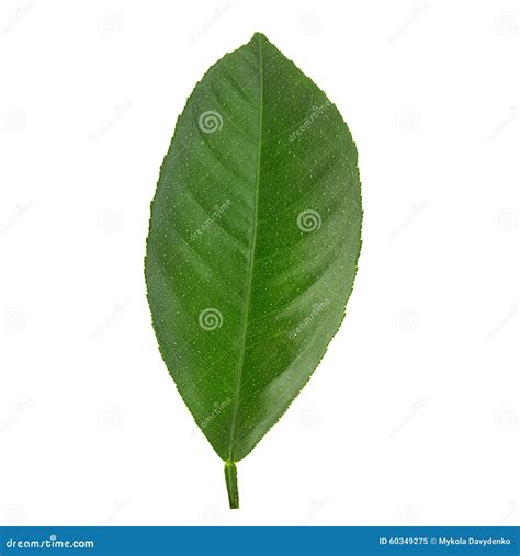 Leaf Lemon Citrus Isolated on White Stock Image - Image of limon, fruit