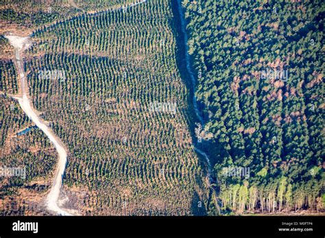 Trees Aerial Comparison Hi Res Stock Photography And Images Alamy