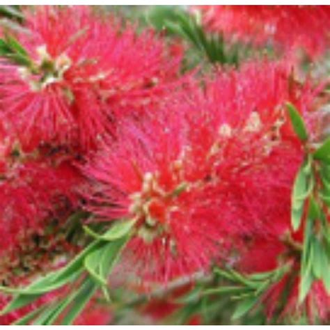 Callistemon Citrinus Splendens 3l Hardy And Half Hardy Shrubs