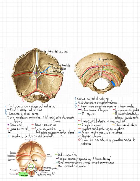 Pin de Alondra Morales en Dent study Anatomía del esqueleto humano