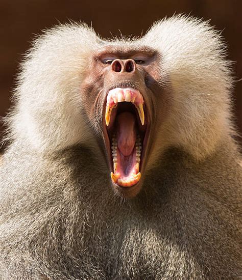 Baboon Teeth Stock Photos, Pictures & Royalty-Free Images - iStock