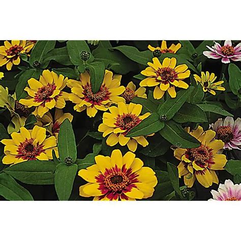 Zinnia Marylandica F1 Profusion Red Yellow Bicolor Graines Baumaux