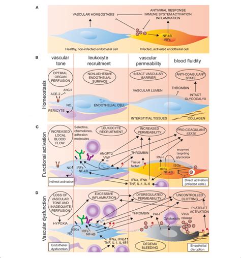 Endothelial Function In Homeostasis And Viral Infection A B In