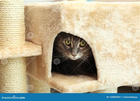 Adorable Maine Coon on Cat Tree Stock Image - Image of condo, hunter ...