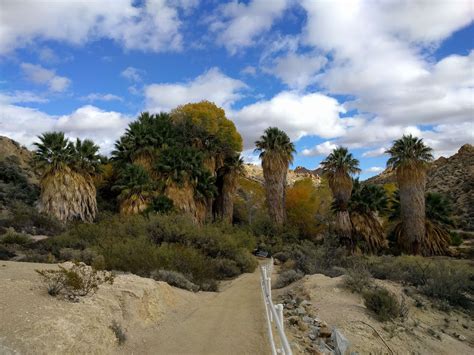 Joshua Tree National Parklost Palms Oasis Entrance