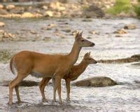 Whitetail Doe With Fawn stock image. Image of animal, outdoors - 2889557