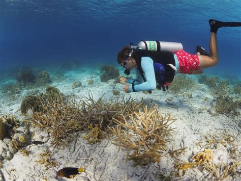 Assessing Coral Reef Restoration Success Reef Renewal Bonaire