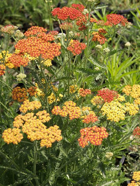 Achillea millefolium 'Island Pink' (Common Yarrow - Dark Pink)