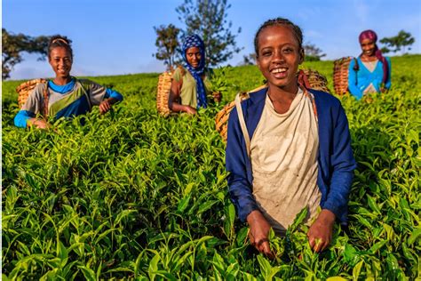 agripitch competition  afdb sme response clinic