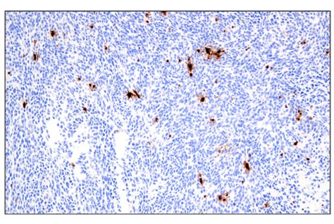 Granzyme B E5v2l Rabbit Mab Bsa And Azide Free Cell Signaling