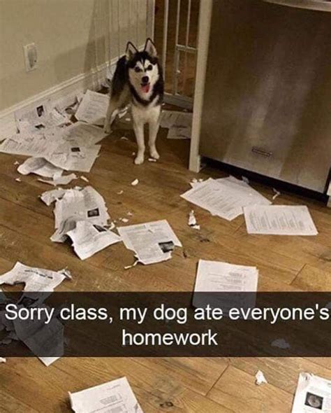 50 Hysterical Dog Memes That Will Make You Laugh Whisker Therapy