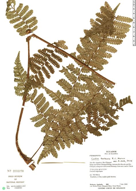 Cyathea Tortuosa Rapid Reference The Field Museum