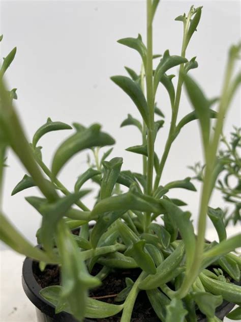 Senecio Peregrinus String Of Dolphins The Plant Store Nz