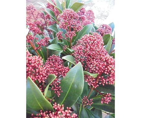 Skimmia Japonica Rubella Godet 9 Cm