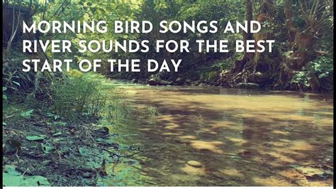 Morning Bird Songs And River Sounds For The Best Start Of The Day Youtube