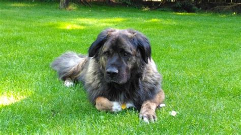images animal friend vertebrate dog breed leonberger dog