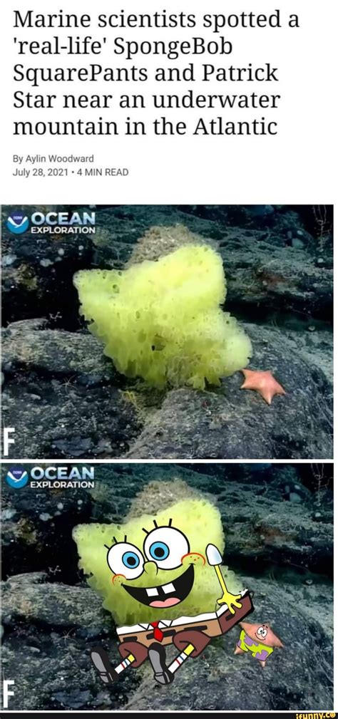 Marine Scientists Spotted A Real Life Spongebob Squarepants And Patrick Star Near An