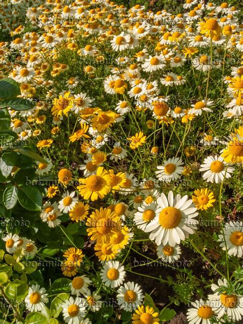 Images Anthemis Tinctoria Images De Plantes Et De Jardins Botanikfoto