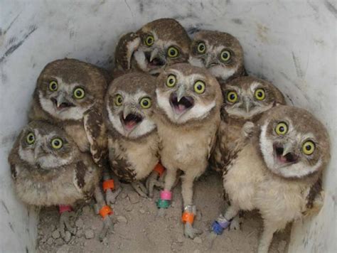 Shocked Owls Memes Imgflip