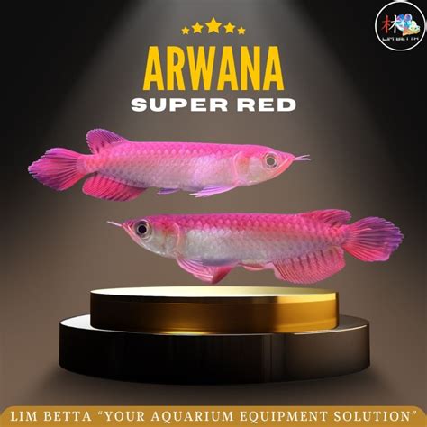 Jual ARWANA SUPER RED 14 CM ARWANA SUPER RED SERTIFIKAT DAN CHIP