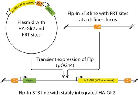 Schematic Representation Of Stable Line Generation Using The Flp In